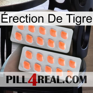 Érection De Tigre 27